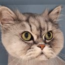 고양이미용호텔_미야옹 이미지