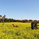 산방산의봄 이미지