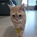 베를린 동물치과센터 이미지