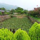 금환낙지