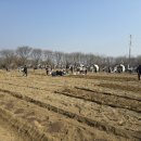 강일 농장 이미지