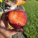 천상약국 | 스위스 그린델발트 쿱마트 쇼핑리스트 추천 식비 줄이는 법