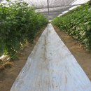 이재숙농장 이미지