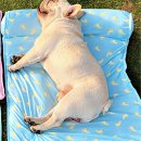 시소 펫 이미지