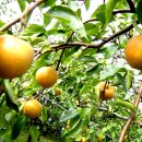 대문농장(2) 이미지