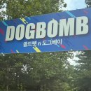 도그베이 | 용인 골드펫n도그베이 후기 l 애견 동반 가능! 외부 음식•취사 OK
