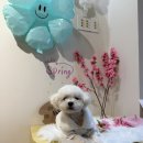 러블리독 애견카페 | [인천 애견카페] 힐링을 제대로 맛 볼 수 있는 후도독 애견카페 후기