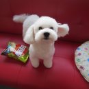 비비펫미용 이미지