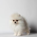 하이, 멍 이미지