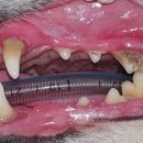 크라운 동물병원 이미지