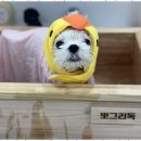 뽀그리독 이미지