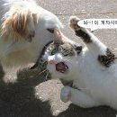 한범희 카카오 검색결과
