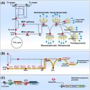 Re: 박테리아가 생성하는 외부다당류의 생리학적 활성 - 항염, 항암, 항균 등 2023 이미지
