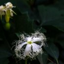 하늘타리 이미지