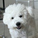 꼬숑