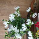 초롱이네 이미지