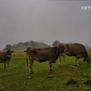 남문한우숯불곱창 이미지