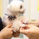 하단동물병원 이미지