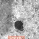 의정부24시IU동물병원 네이버블로그