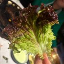 발이봉로3번길 | 분당 정육왕 돼지고기 맛집 육일돈 후기