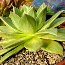 꿈의궁전 이미지