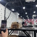 한국펫고등학교 이미지