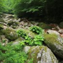 대관령어흘리관광지 이미지