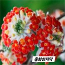 삼지닥2종 이미지