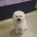 까네지노 이미지