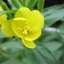 강아지풀 이미지