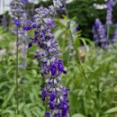 블루세이지 이미지