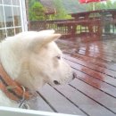 별빛동화 펜션 이미지