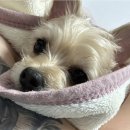 24시 포항 이음동물의료센터 | 사직동동물병원 24시청주이음동물의료센터 다니는중!