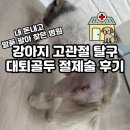 이수동물병원 | [이수/방배] 24시 데이원동물병원 내돈내산 후기 | 강아지 고관절 탈구 수술