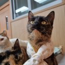 한국펫고등학교 이미지