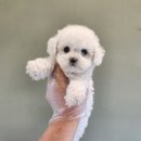 정선병원 | 정선강아지분양 테디비숑 분양후기