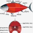 이어도참치 이미지