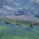 東北飯店(동북반점) | 연어, 송어(산천어), 열목어... 연어과 물고기 이름의 유래