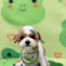 다온그루밍 이미지