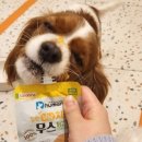 댕댕찹찹 이미지