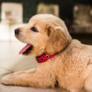 노형 꿈 동물병원 이미지