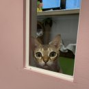 까르텔 | 신사동 고양이 호텔 까르텔 강추 후기 광고X