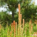 솔잎농장 이미지