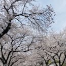 (취소) 3월26일(토) 쌍계사 십리벚꽃길 & 최참판댁 이미지