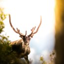 염소자리 이미지