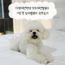 참맑은아침단체애견스파독채커플펜션 | 가평애견펜션 보보애견풀빌라 시설 및 독채풀빌라 숙박후기