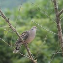 멧비둘기[ rufous turtle dove ] =산비둘기 이미지