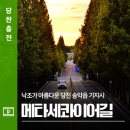 기지시 메타세콰이아 이미지