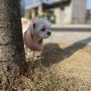 펫살롱 토비몰리 | 몽실이 위생미용 했어요