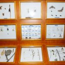 영월곤충박물관 이미지